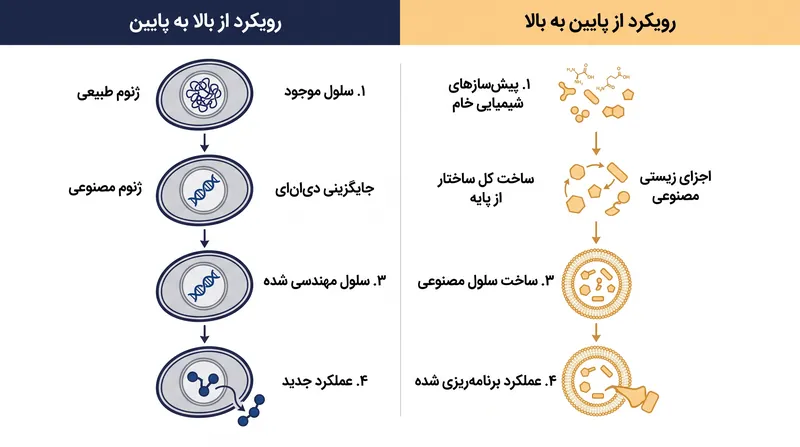 برخلاف سلول‌های مصنوعی قبلی که از سازوکارهای بیولوژیکی وام می‌گرفتند، رویکرد جدید از پایین به بالا، کل ساختار را از پایه می‌سازد.