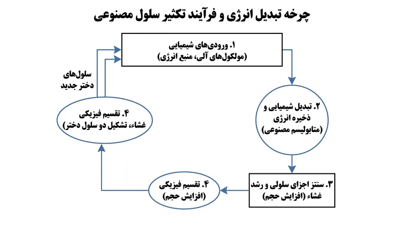 سلول مصنوعی انرژی را از گرادیان‌های شیمیایی برای تأمین نیروی تکثیر داخلی خود و تحریک تقسیم فیزیکی برداشت می‌کند.