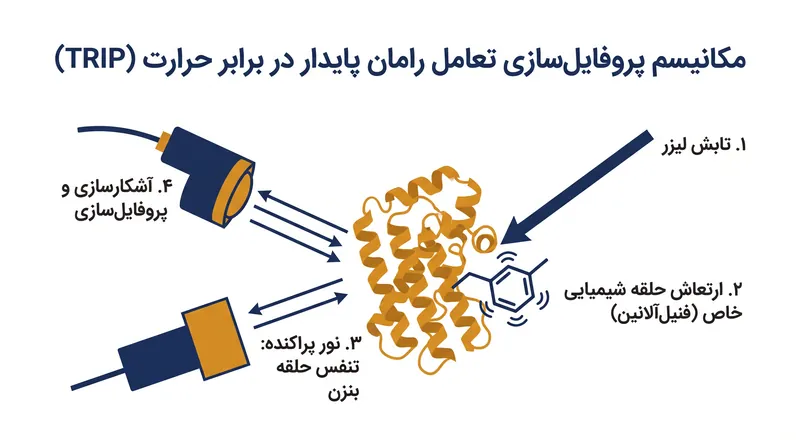 نحوه تبدیل ارتعاشات مولکولی به داده‌های کوانتومی قابل خواندن توسط روش TRIP.