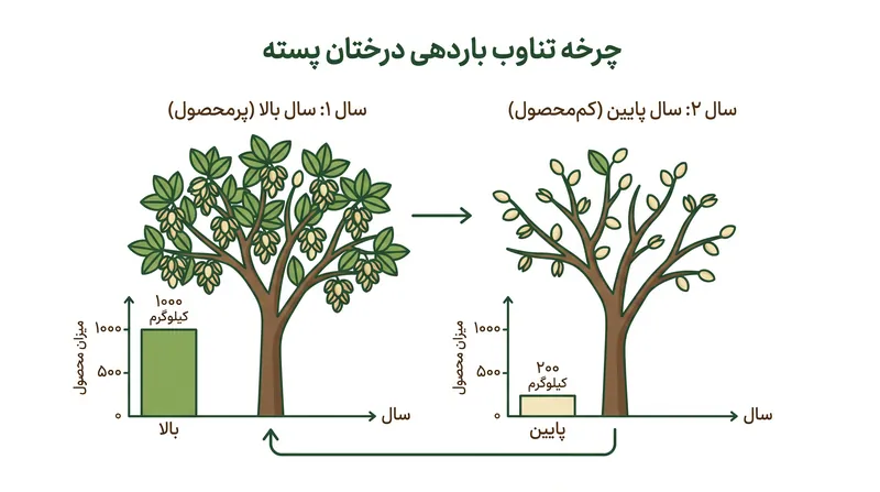 درختان پسته به طور طبیعی سال‌های برداشت پرمحصول و کم‌محصول را به صورت متناوب تجربه می‌کنند که این امر مشکلات عرضه کنونی را تشدید می‌کند.