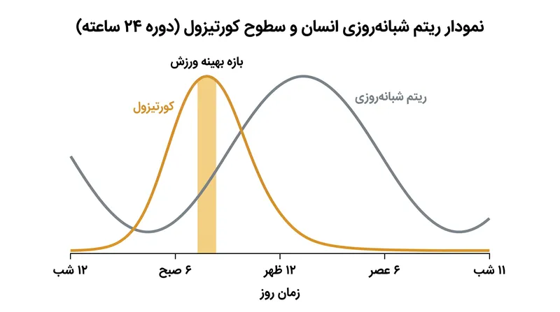 بازه زمانی ورزش از ساعت ۷ صبح تا ۸ صبح دقیقاً با اوج طبیعی کورتیزول صبحگاهی بدن همسو است.