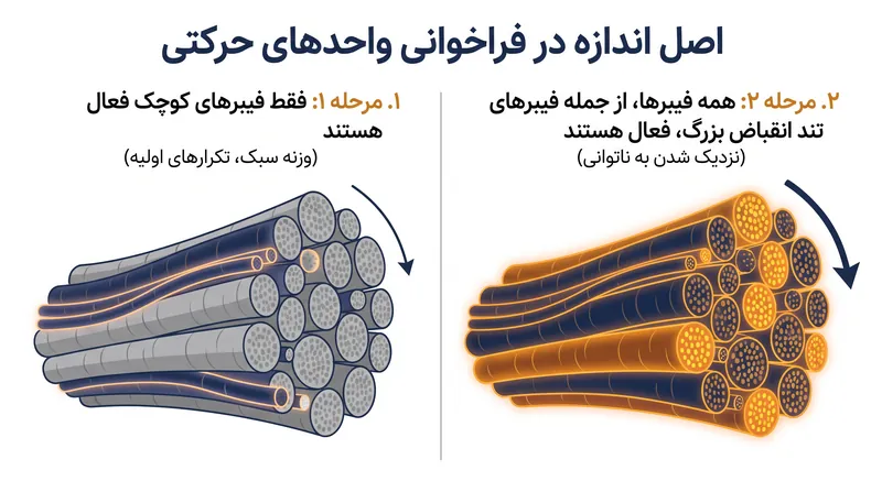 چگونه نزدیک شدن به ناتوانی، بدن را وادار به فراخوانی فیبرهای عضلانی با آستانه تحریک بالا می‌کند.