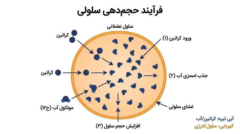 کراتین یک ترکیب فعال اسمزی است که آب را به داخل سلول عضلانی می‌کشد و هیدراتاسیون درون سلولی را افزایش می‌دهد.