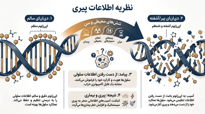 با گذشت زمان، تنش‌های محیطی و سن باعث می‌شوند اپی‌ژنوم دچار بی‌نظمی شده و به زوال سلولی منجر شود.