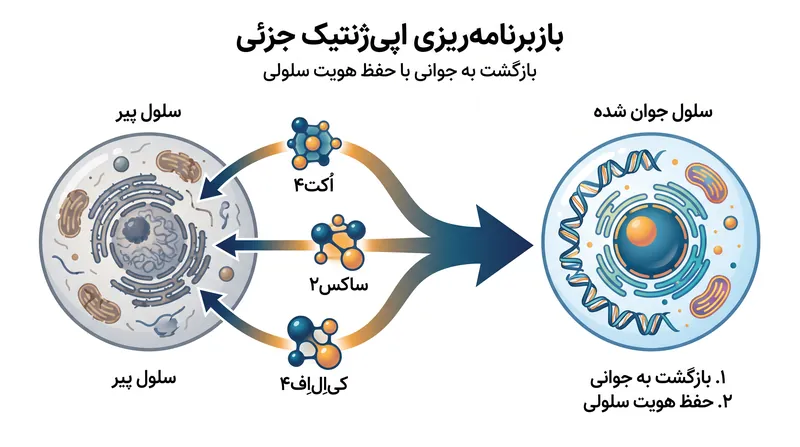 با استفاده از تنها سه عامل از چهار عامل یاماناکا، دانشمندان می‌توانند سلول‌ها را بدون تبدیل آن‌ها به سلول‌های بنیادی خام، جوان‌سازی کنند.