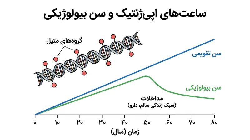 ساعت‌های اپی‌ژنتیک تگ‌های شیمیایی روی DNA را اندازه‌گیری می‌کنند تا سن بیولوژیکی واقعی یک فرد را تخمین بزنند.