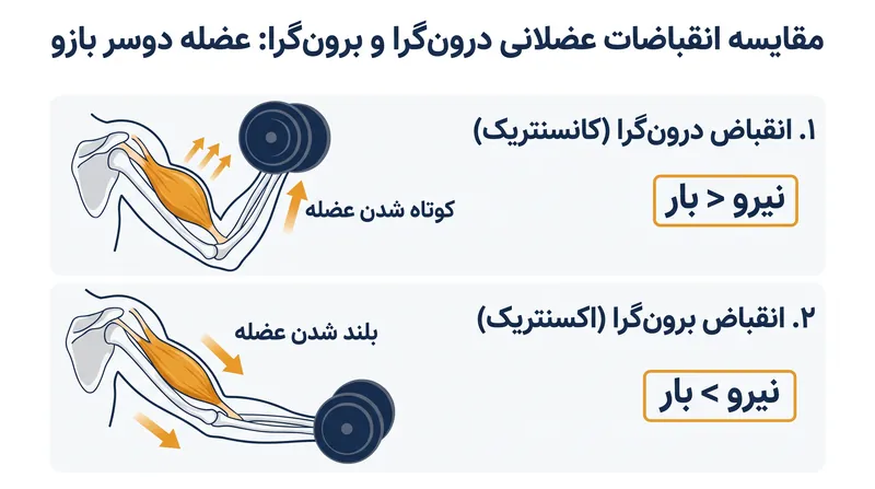 عضلات در انقباضات برون‌گرا (اکسنتریک) مانند یک سیستم ترمز عمل کرده و با انرژی کمتر، نیروی بیشتری تولید می‌کنند.