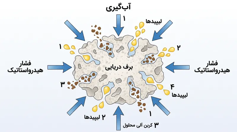 در سطح میکروسکوپی، ماتریس ساختاری برف دریایی تحت فشار شکسته می‌شود و حفره‌های به دام افتاده کربن مایع را آزاد می‌کند.