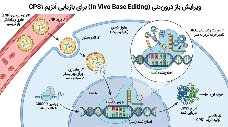 برخلاف کریسپر سنتی که مارپیچ دوتایی DNA را برش می‌دهد، ویرایشگرهای باز به صورت شیمیایی یک حرف جهش‌یافته واحد را به توالی صحیح تبدیل می‌کنند.