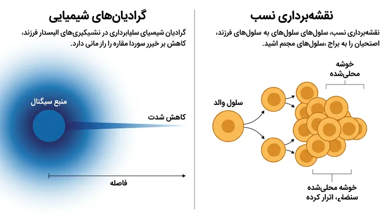 برخلاف سیگنال‌های شیمیایی که با افزایش فاصله محو می‌شوند، نقشه‌برداری نسبی (دودمانی) امکان می‌دهد اطلاعات مکانی به طور نامحدود گسترش یابند.