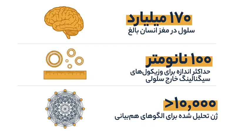 مقیاس عظیم مغز انسان نیازمند سازماندهی بسیار کارآمد و غیرمتمرکز است.