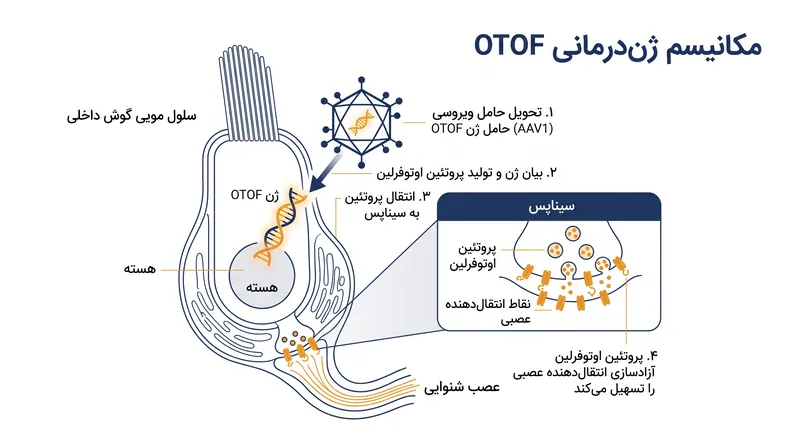 وکتور دوگانه AAV1 ژن OTOF فعال را به سلول‌های مویی داخلی منتقل می‌کند و تولید اوتوفرلین را برای انتقال سیناپسی ممکن می‌سازد.