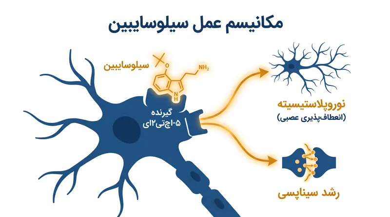 برخلاف مهارکننده‌های انتخابی بازجذب سروتونین سنتی (SSRIs)، سیلوسایبین به عنوان آگونیست مستقیم در گیرنده ۵-اچ‌تی۲اِی عمل می‌کند و باعث تقویت نوروپلاستیسیته سریع می‌شود.