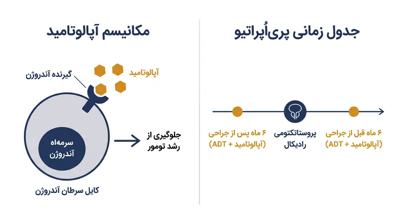 آپالوتامید با مسدود کردن گیرنده‌های آندروژن عمل می‌کند و سلول‌های سرطانی را هم قبل و هم بعد از برداشتن جراحی پروستات، از تستوسترون محروم می‌سازد.