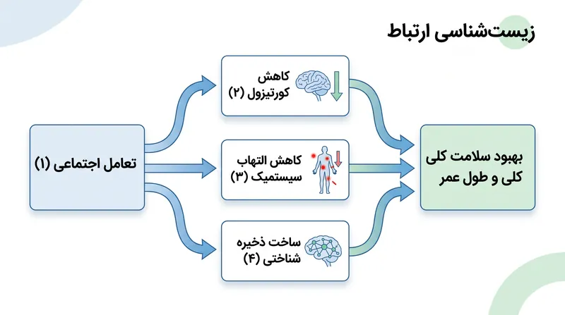بازسازی شبکه‌های اجتماعی می‌تواند به طور فعال التهاب سیستمیک را کاهش داده و روند زوال شناختی را کُند سازد.