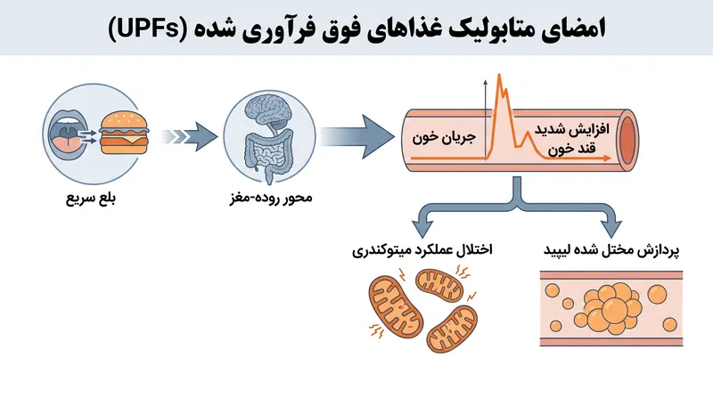 متابولومیکس هدفمند نشان می‌دهد که چگونه غذاهای فوق فرآوری شده باعث اختلال در عملکرد سلولی و پردازش لیپید در جریان خون می‌شوند.