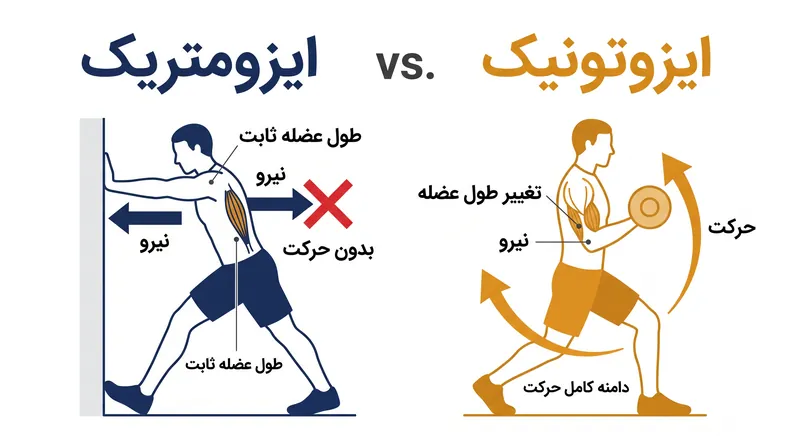 انقباضات ایزومتریک بدون تغییر طول عضله نیرو تولید می‌کنند، در حالی که انقباضات ایزوتونیک شامل حرکت هستند.