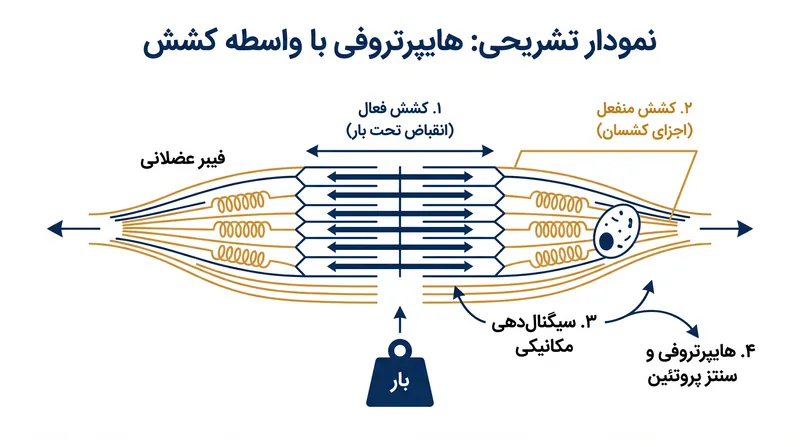 در طول‌های بلند عضله، بافت‌های کشسان منفعل در تحمل بار مشارکت می‌کنند و مسیرهای رشد منحصر به فردی را فعال می‌سازند.