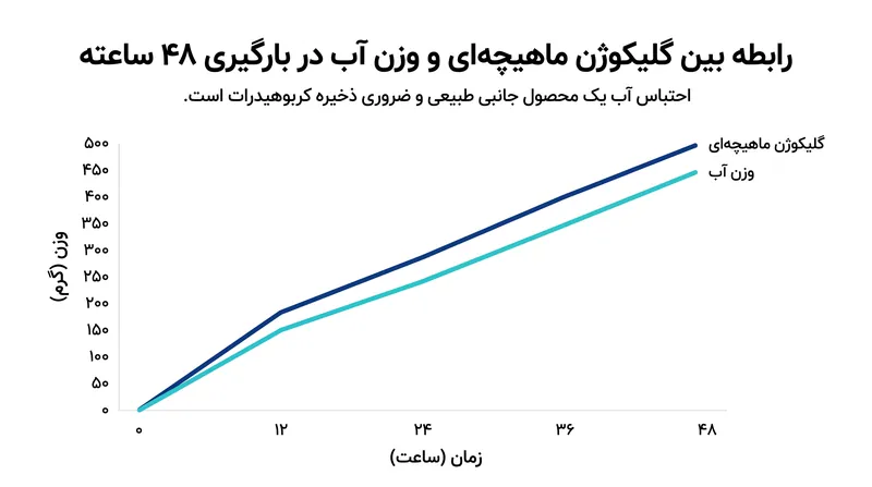 هر گرم گلیکوژن ذخیره شده تقریباً به سه گرم آب متصل می‌شود، که منجر به افزایش وزن مورد انتظار قبل از مسابقه می‌گردد.
