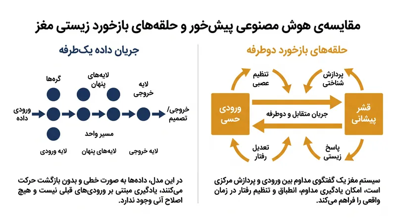 برخلاف جریان داده یک‌طرفه در هوش مصنوعی سنتی، مغز انسان از حلقه‌های دوطرفه برای پردازش پویا اطلاعات استفاده می‌کند.