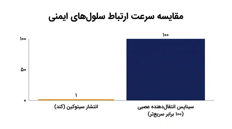 سیگنال‌دهی انتقال‌دهنده عصبی به سلول‌های ایمنی اجازه می‌دهد با سرعتی تقریباً ۱۰۰ برابر انتشار شیمیایی سنتی واکنش نشان دهند.