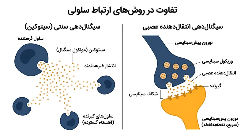 برخلاف سیگنال‌دهی سنتی ایمنی، تبادل انتقال‌دهنده‌های عصبی، یک کانال ارتباطی مستقیم و پرسرعت فراهم می‌کند.