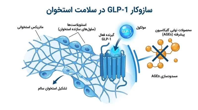 دانشمندان گمان می‌کنند که گیرنده‌های GLP-1 که مستقیماً در بافت استخوان بیان می‌شوند، ممکن است به محافظت از اسکلت در برابر تخریب دیابتی کمک کنند.