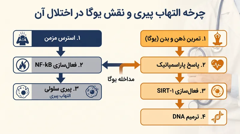 یوگا با انتقال سیستم عصبی از حالت جنگ و گریز، چرخه فرسودگی سلولی و التهاب مزمن را مختل می‌سازد.