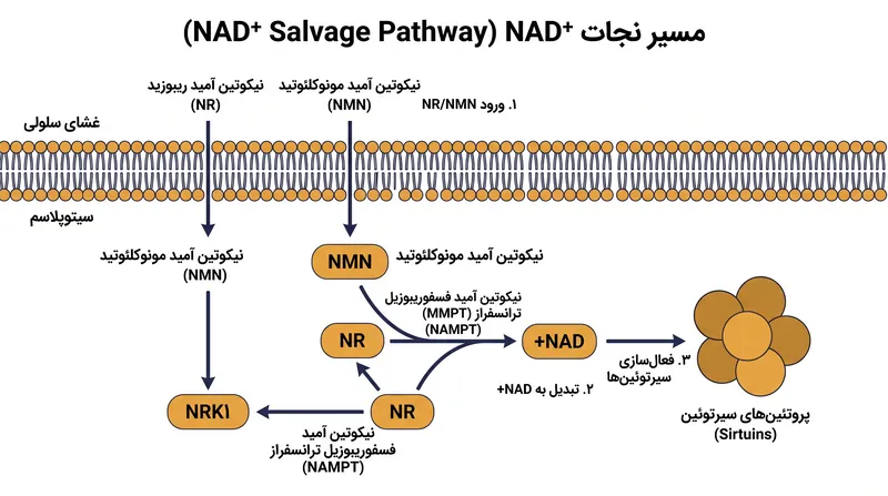 نحوه عبور پیش‌سازها از موانع سلولی برای بازیابی ذخایر +NAD.