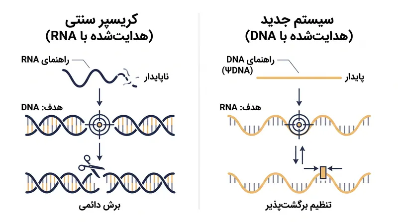 برخلاف کریسپر سنتی که برش‌های دائمی در DNA ایجاد می‌کند، سیستم جدید از یک راهنمای DNA پایدار برای تنظیم برگشت‌پذیر RNA استفاده می‌کند.