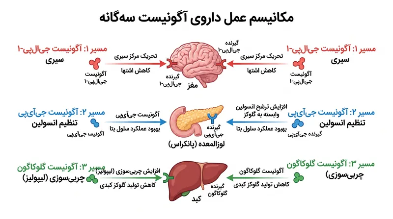 برخلاف داروهای پیشین، رتاتروتاید با افزودن آگونیسم گیرنده گلوکاگون، فعالانه به کبد سیگنال می‌دهد تا چربی‌های ذخیره‌شده را بسوزاند.