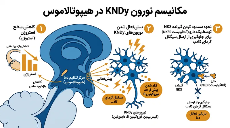 چگونه آنتاگونیست‌های گیرنده NK3 سیگنال‌های گرمای کاذب مغز را مسدود می‌کنند.