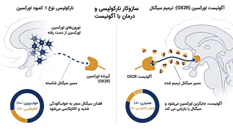 برخلاف محرک‌ها، آگونیست‌های اورکسین نورون‌های تخریب‌شده را دور می‌زنند تا مستقیماً گیرنده‌های بیداری مغز را تحریک کنند.