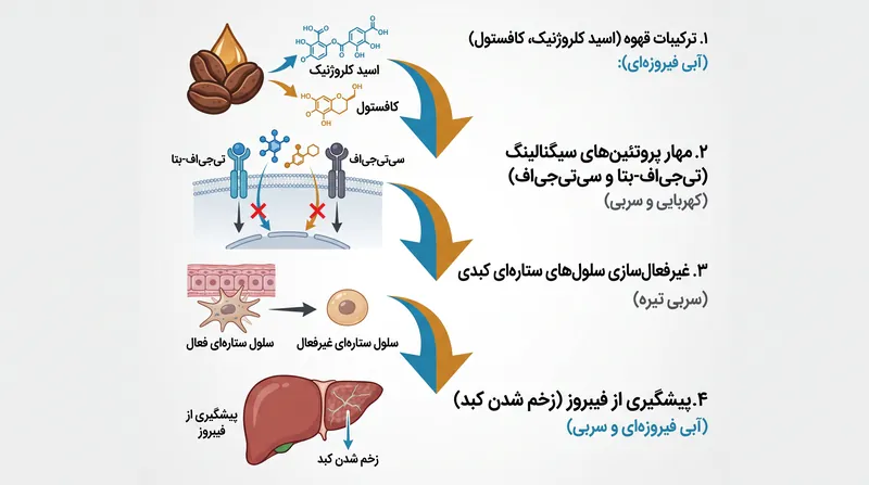 نحوه مهار مسیرهای سیگنالینگ سلولی عامل فیبروز کبدی توسط ترکیبات زیست‌فعال قهوه.