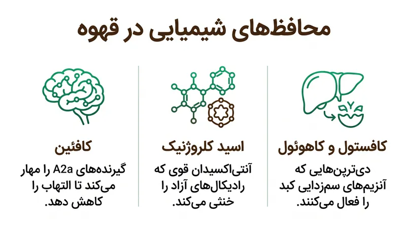 ترکیبات اصلی قهوه که مسئول اثرات محافظتی آن بر بافت کبد هستند.