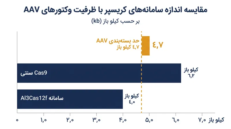 سامانه‌های سنتی Cas9 از ظرفیت باربری وکتورهای AAV فراتر می‌روند، در حالی که سامانه فشرده جدید به راحتی جا می‌شود.