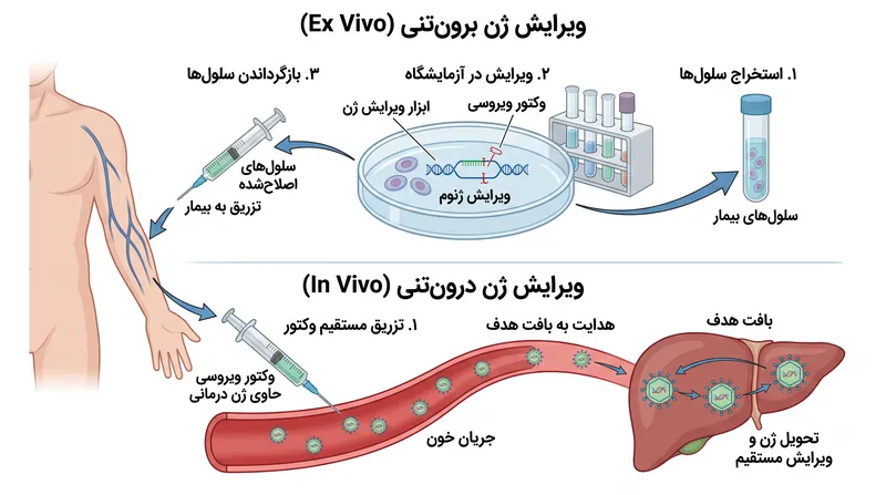 سامانه‌های کریسپر فشرده امکان ویرایش مستقیم درون‌تنی (in vivo) را فراهم می‌کنند و نیاز به استخراج و اصلاح سلول‌ها در آزمایشگاه را دور می‌زنند.