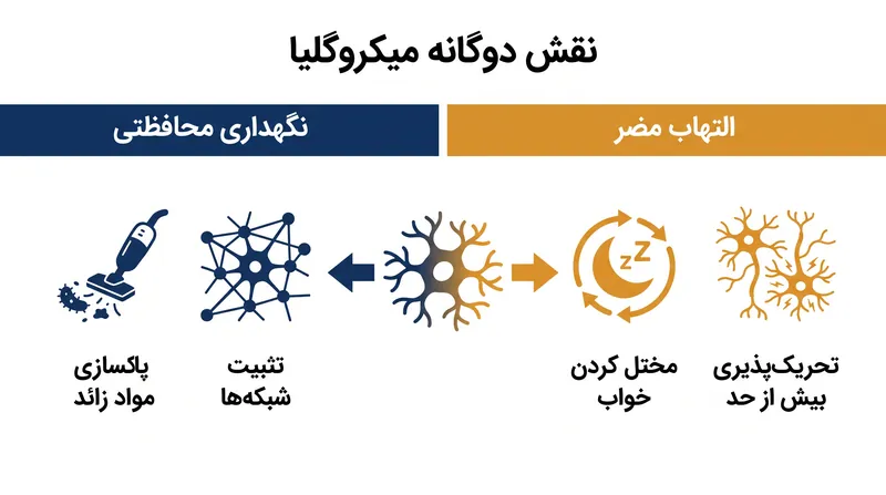 میکروگلیا عملکردهای محافظتی ضروری انجام می‌دهند، بنابراین درمان‌های آتی باید این سلول‌ها را آرام کنند بدون اینکه آنها را به طور کامل حذف نمایند.