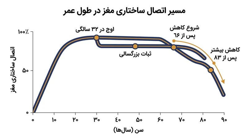 کارایی عصبی به طور فعال تا سن ۳۲ سالگی افزایش می‌یابد، پس از آن ساختار مغز در بزرگسالی تثبیت می‌شود.