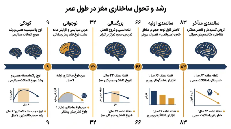 پنج دوره رشد مغز و نقاط عطف ساختاری متناظر آنها.