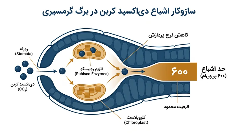 در ۶۰۰ پی‌پی‌ام، آنزیم‌های روبیسکو مسئول تثبیت کربن به حداکثر ظرفیت پردازش مطلق خود می‌رسند.