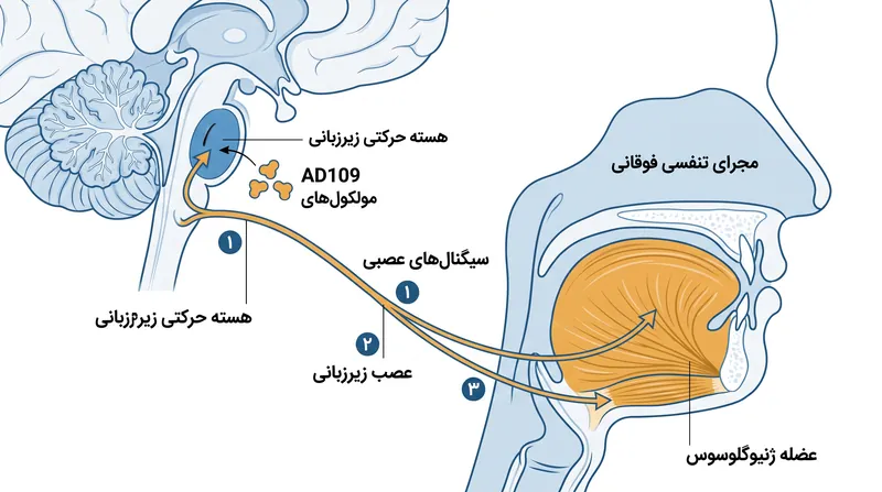 AD109 با تحریک هسته حرکتی زیرزبانی عمل می‌کند، که تون عضلانی را در مجرای تنفسی فوقانی در طول خواب حفظ می‌کند.