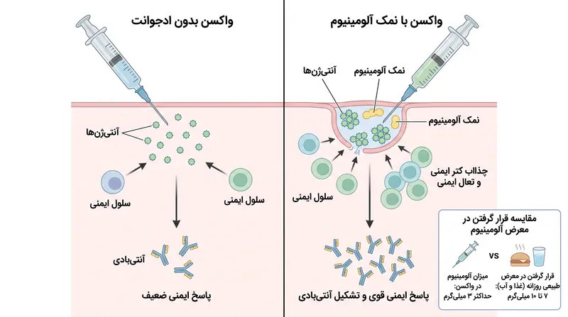 نمک‌های آلومینیوم به عنوان یک عامل تحریک‌کننده عمل می‌کنند تا پاسخ ایمنی قوی‌تر و ماندگارتری را در برابر واکسن‌های غیرزنده ایجاد کنند.