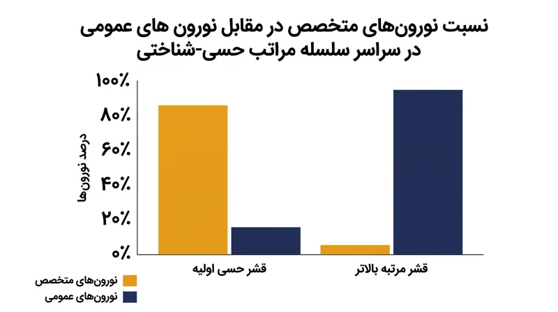 تخصص به شدت وابسته به موقعیت یک نورون در سلسله مراتب پردازش مغز است.