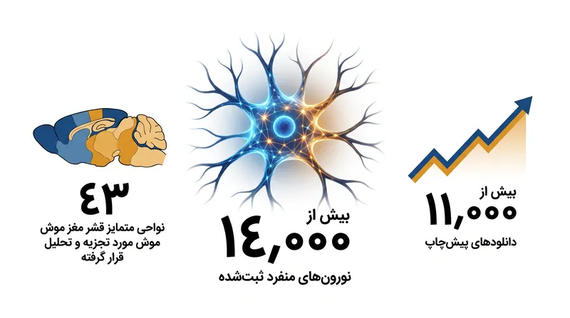 مقیاس مجموعه داده‌های آزمایشگاه بین‌المللی مغز به محققان اجازه داد تا قوانین معماری در سطح قشر مغز را مشاهده کنند.