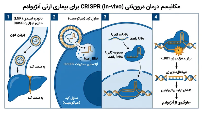 نحوه عملکرد lonvo-z: نانوذرات لیپیدی اجزای CRISPR را مستقیماً به کبد می‌رسانند تا ژن KLKB1 را غیرفعال کنند.