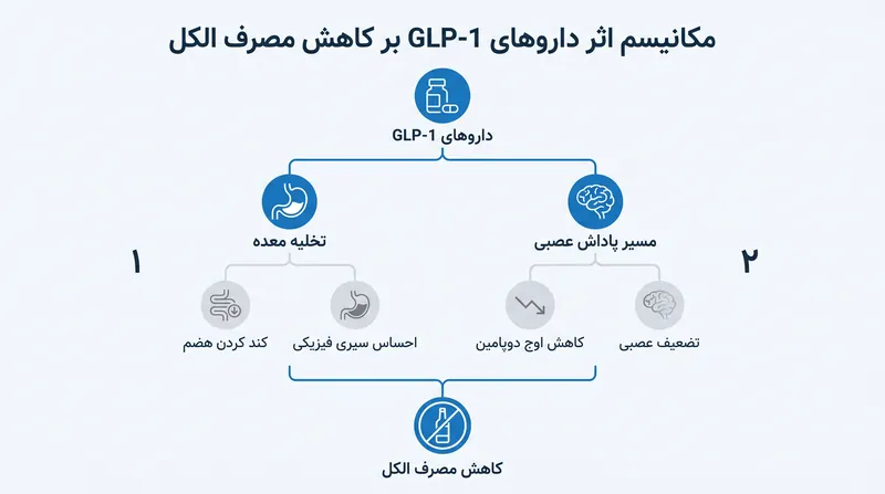 داروهای GLP-1 مصرف الکل را از طریق ایجاد سیری فیزیکی و کاهش فعالیت سیستم پاداش عصبی، کاهش می‌دهند.