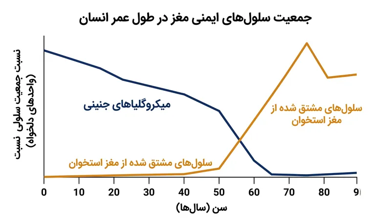 کاهش شدید میکروگلیاهای اصلی با هجوم گسترده سلول‌های ایمنی محیطی در اواخر بزرگسالی همزمان است.