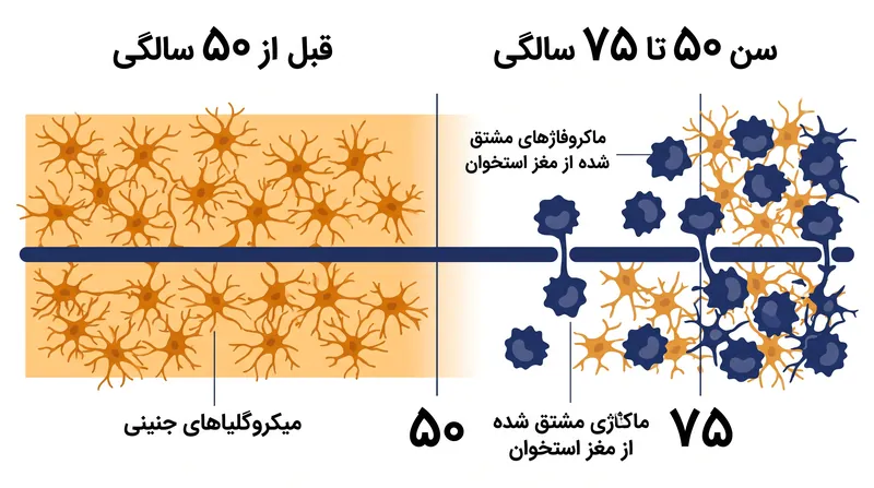 سلول‌های مشتق شده از مغز استخوان بین سنین ۵۰ تا ۷۵ سالگی از سد خونی-مغزی عبور کرده و جایگزین میکروگلیاهای جنینی می‌شوند.