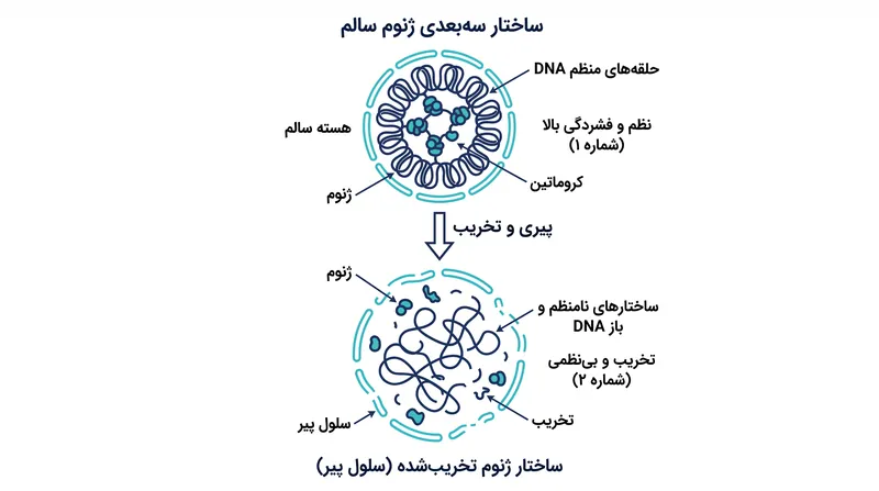 تخریب فیزیکی ساختار سه‌بعدی ژنوم باعث می‌شود سلول‌های مغزی پیر هویت‌های تخصصی خود را از دست بدهند.